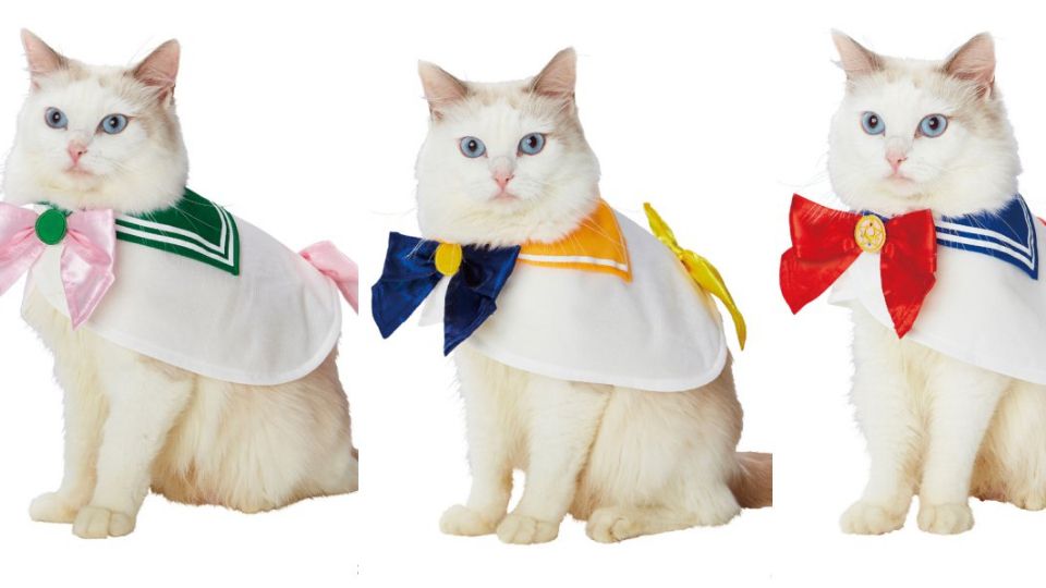 日本全新寵物品牌「Charapeti」，首推美少女戰士、七龍珠聯名商品，貓奴狗奴都暴動啦！