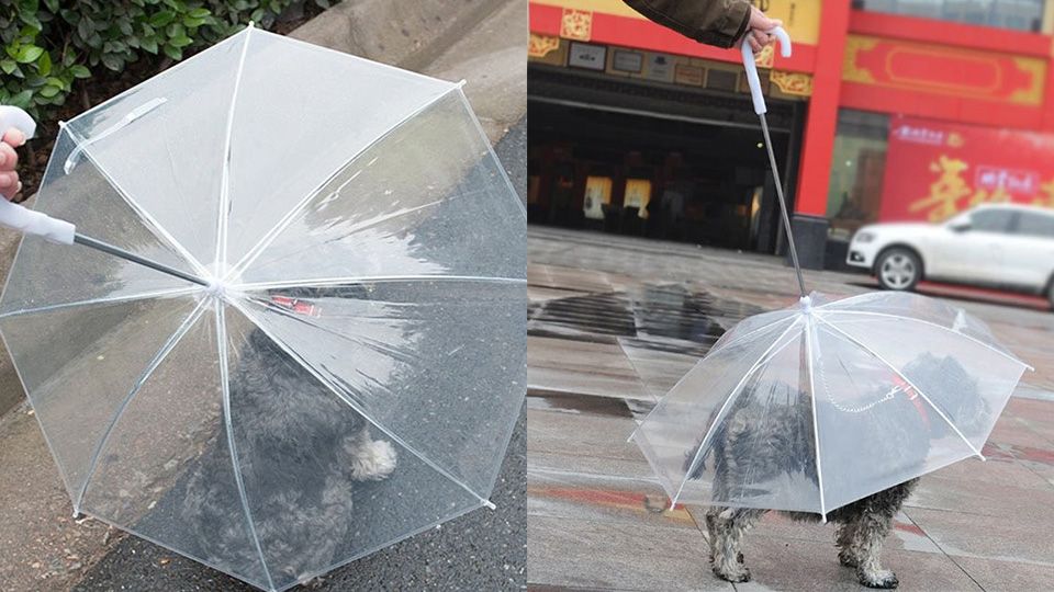 梅雨季溜狗必備！超狂「毛小孩專用雨傘」，再也不怕狗狗淋雨感冒啦！