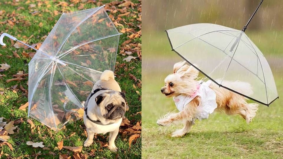 梅雨季溜狗必備！超狂「毛小孩專用雨傘」，再也不怕狗狗淋雨感冒啦！