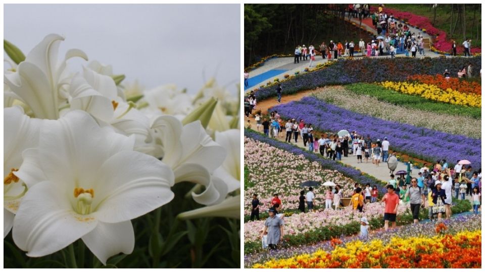 韓國夏季限定「花海慶典」接力降臨，錯過櫻花祭就等這一波！