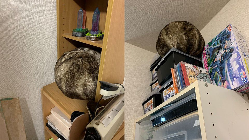 養貓不用鏟貓砂？日本宜得利「謎之毛球」twitter爆紅，根本就是一坨在睡覺的貓！