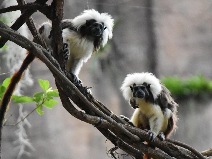 木柵動物園也有「樹獺」和「水豚君」了！等了13年，熱帶雨林館終於開幕啦！