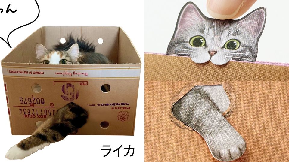 貓奴必收！Felissimo貓部推出「貓咪Memo卡片」，伸出洞的小腳超級療癒！