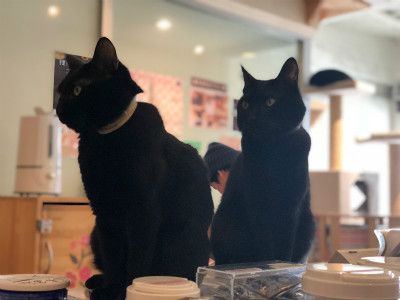 黑貓控必訪！日本「黑貓咖啡廳」，巨量的超萌黑貓讓你有個療癒時光～