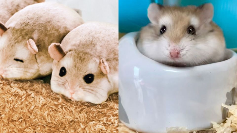日本YOU+MORE推出可愛倉鼠系列雜貨，五隻倉鼠趴在衛生紙盒上打瞌睡，模樣萌度破表！