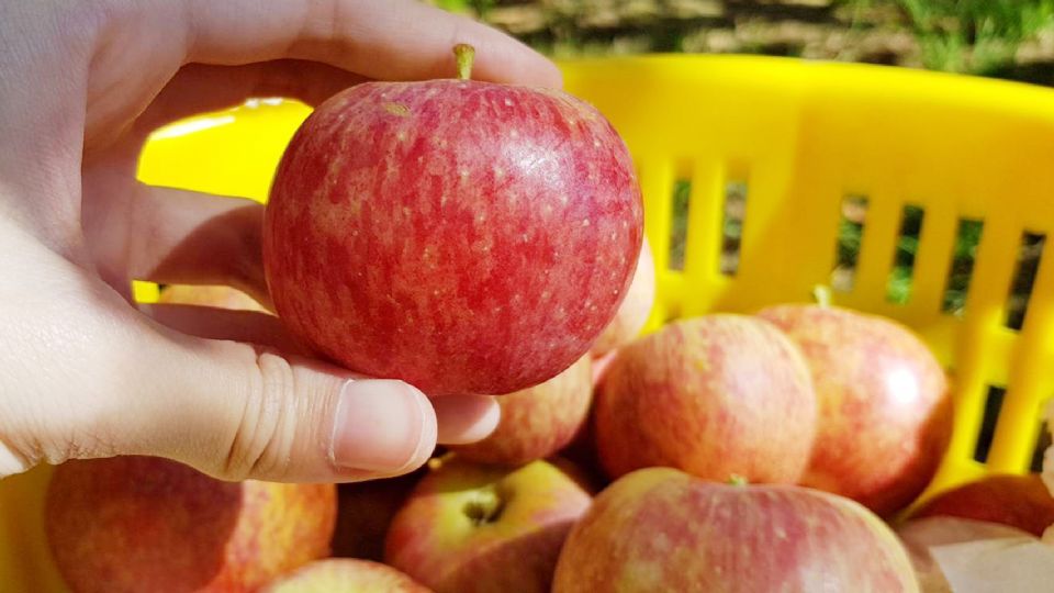台灣也有採蘋果秘境！台中梨山蜜蘋果季，滿滿鮮紅的蘋果認真太可愛了～