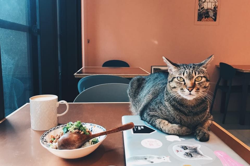 和可愛貓咪們共進懶洋洋下午茶，「貓的生活提案」給你萌翻天的體驗！
