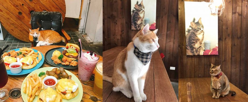 享受與貓兒的快樂時光～精選從北到南 Cat Café 貓奴咖啡廳！
