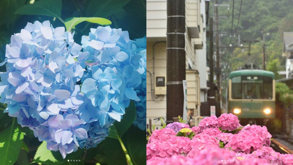 日本梅雨季的小浪漫，一起來賞紫陽花吧