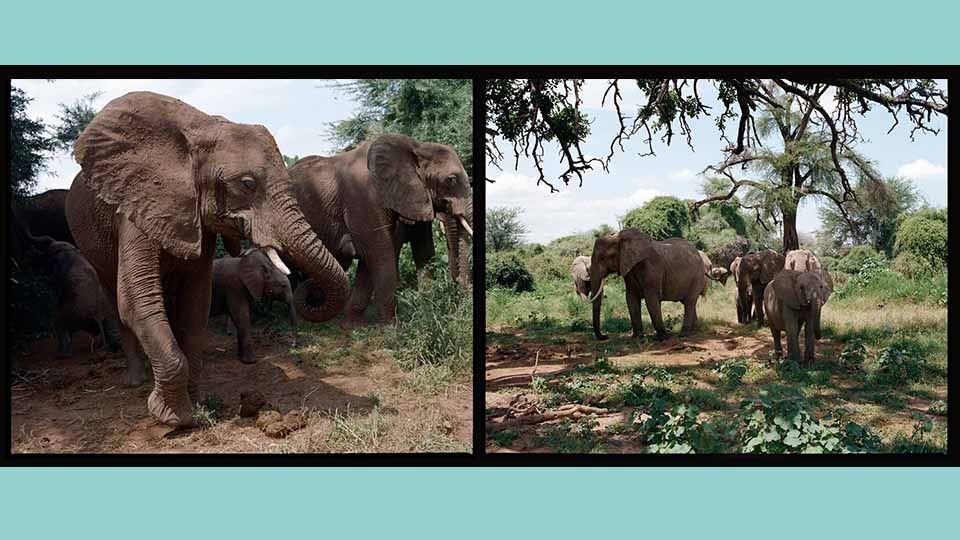 Tiffany & Co.全新Save the Wild珠寶系列，一起拯救非洲野生動物吧！