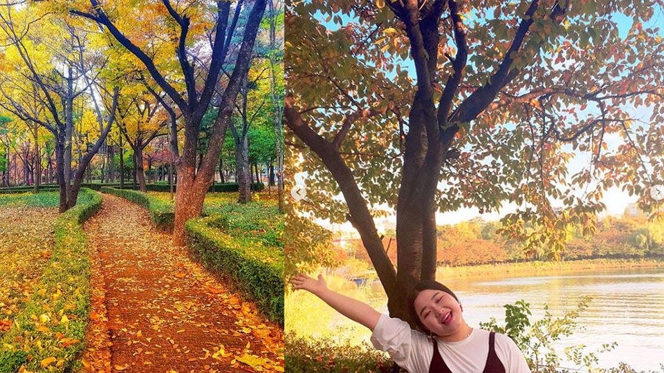 韓國秋季必訪！盤點首爾超好拍花海景點，秋天別再只賞楓！
