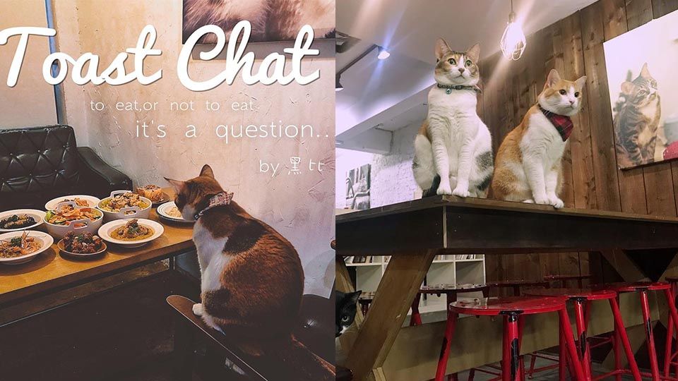 台北5間貓咪餐廳推薦，讓療癒喵喵陪你早午餐，貓奴鏟屎官們看過來！