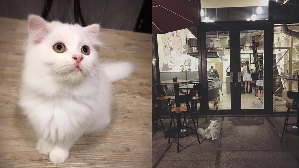 台北5間貓咪餐廳推薦，讓療癒喵喵陪你早午餐，貓奴鏟屎官們看過來！