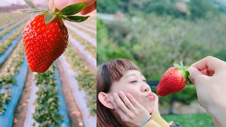 2018「大湖草莓季」提前開跑，不容錯過的5大採草莓地點推薦！