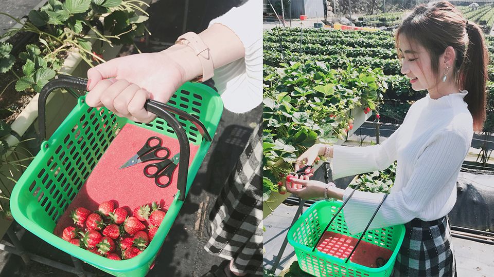 2018「大湖草莓季」提前開跑，不容錯過的5大採草莓地點推薦！