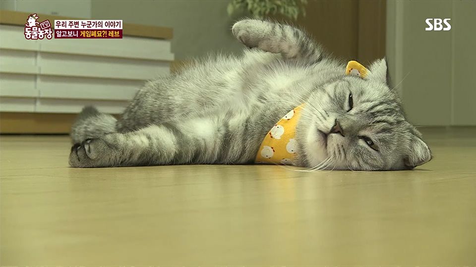 韓國厭世貓咪Rev爆紅，躺著不動、雙眼發直長達3小時上熱搜！