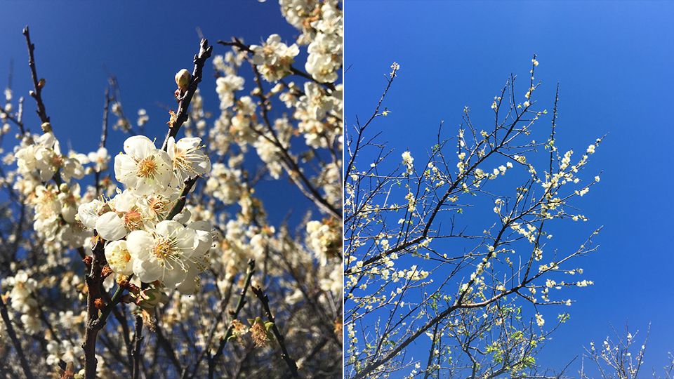 梅花季又到了！除了角板山公園還有這些賞梅景點，週末趕快衝了！