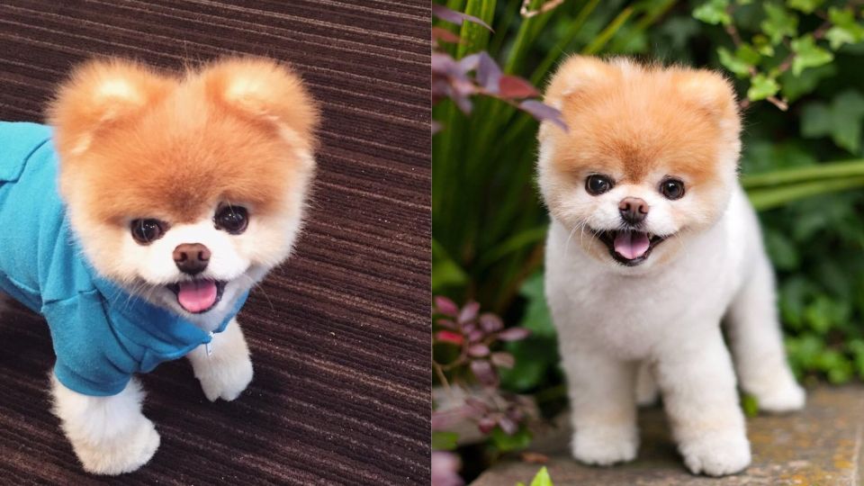 全世界最可愛的網紅犬Boo過世！大批紛絲哀悼，去當最可愛的天使