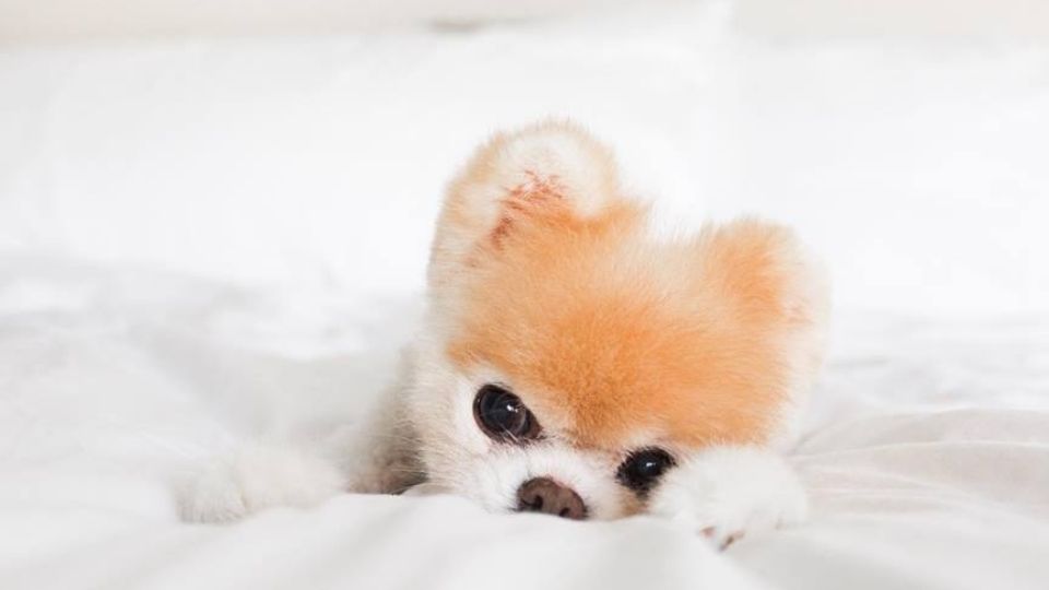 全世界最可愛的網紅犬Boo過世！大批紛絲哀悼，去當最可愛的天使