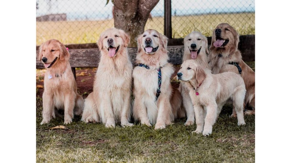 可愛萌犬拍團體照，越拍越多隻，根本是汪星人的戶外教學啦！