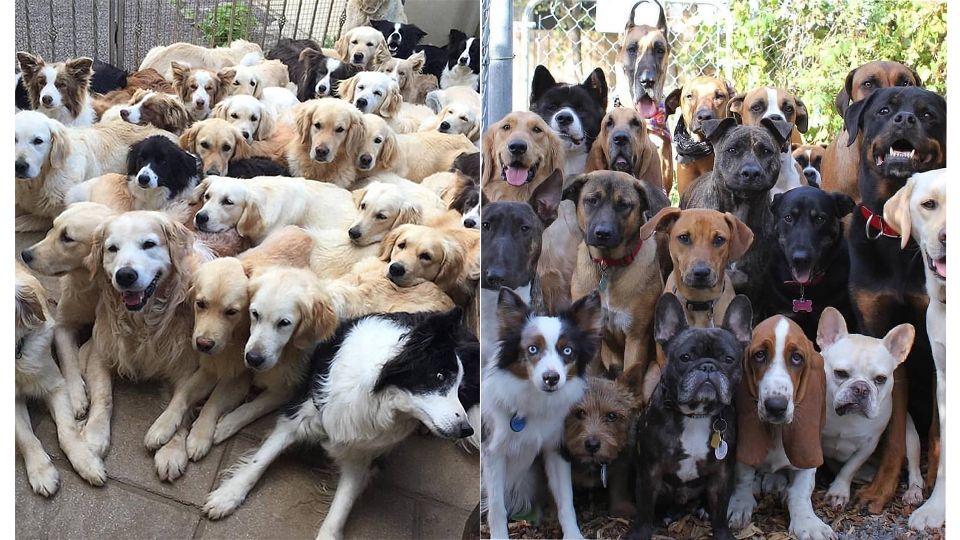 可愛萌犬拍團體照，越拍越多隻，根本是汪星人的戶外教學啦！