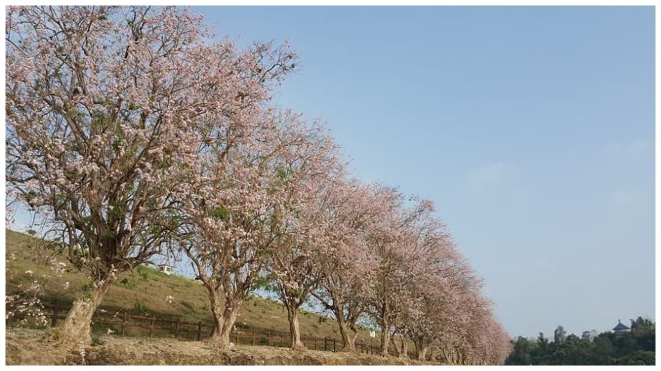 農曆春節全台8大賞櫻景點公開！過年走春就去這！