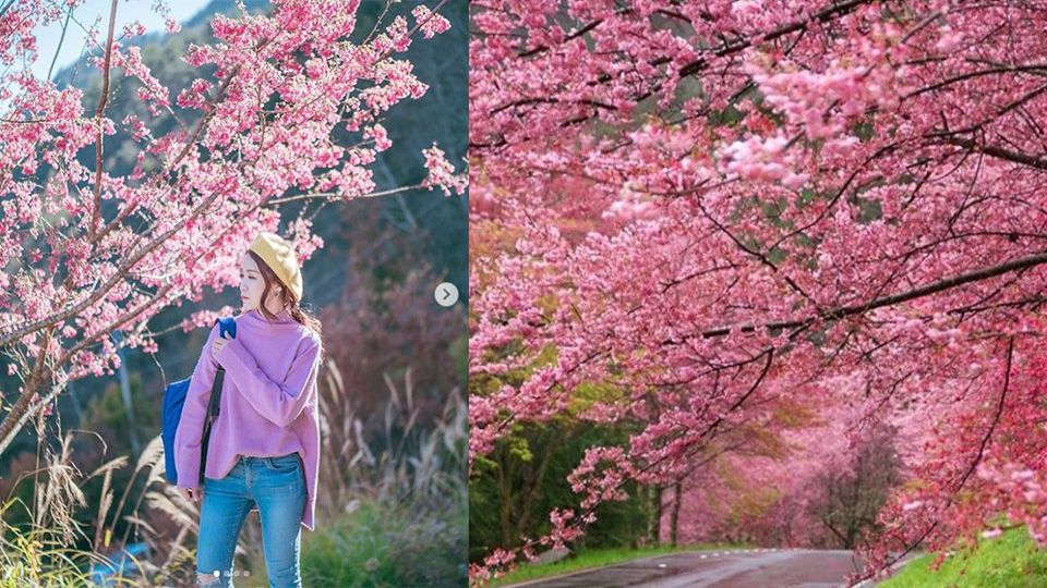 彩色海芋、繽紛櫻花、向日葵迷宮，2019全台春季熱門花海報你知！