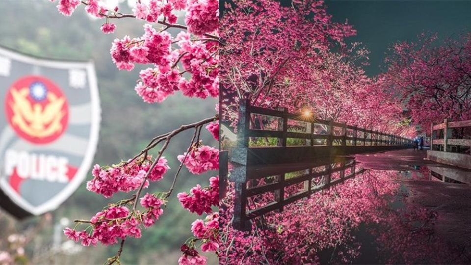 彩色海芋、繽紛櫻花、向日葵迷宮，2019全台春季熱門花海報你知！