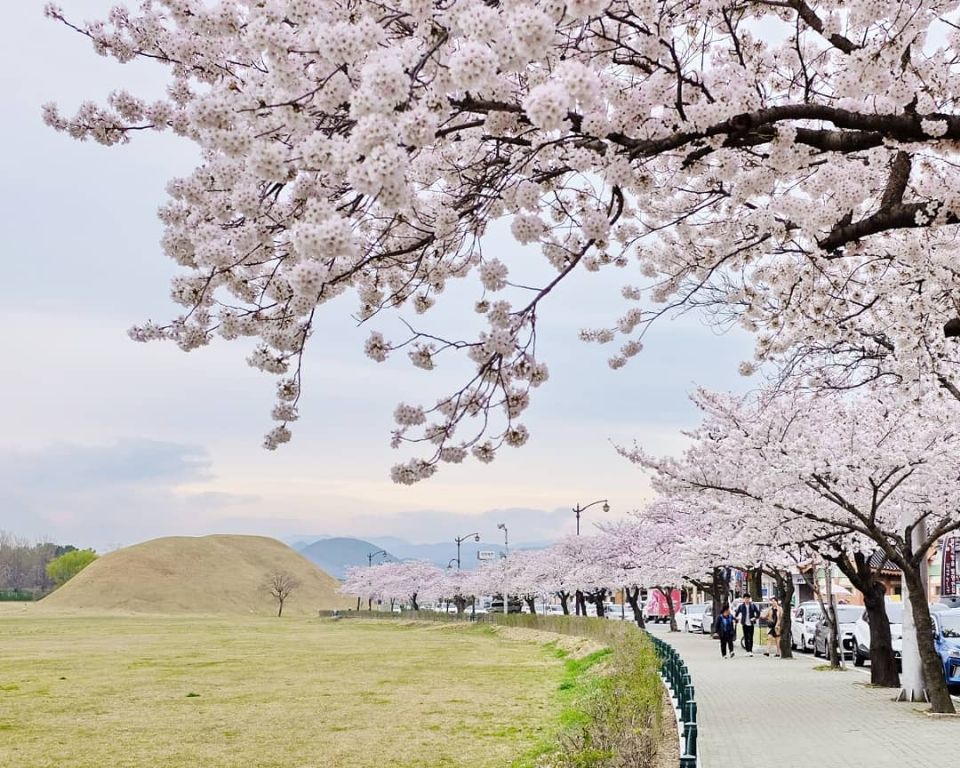 韓國「櫻花慶典」懶人包～3、4月櫻花季旅遊絕對不能錯過！