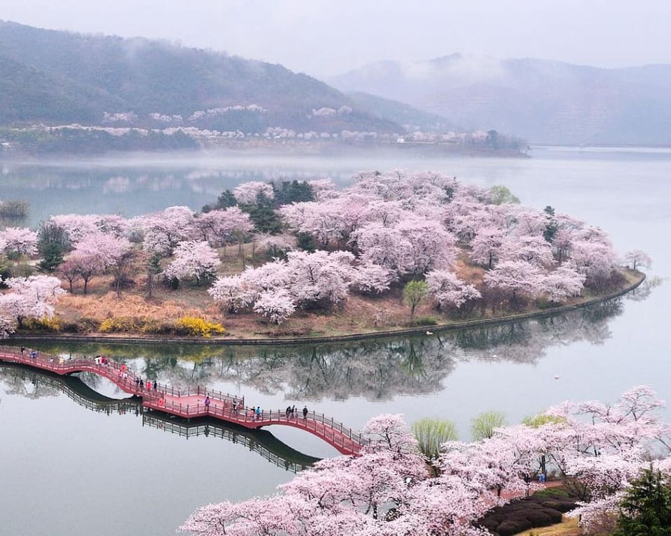 韓國「櫻花慶典」懶人包～3、4月櫻花季旅遊絕對不能錯過！