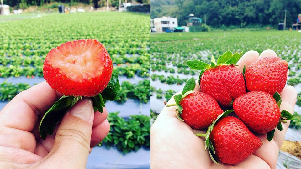 18 大湖草莓季 提前開跑 不容錯過的5大採草莓地點推薦 Beauty美人圈