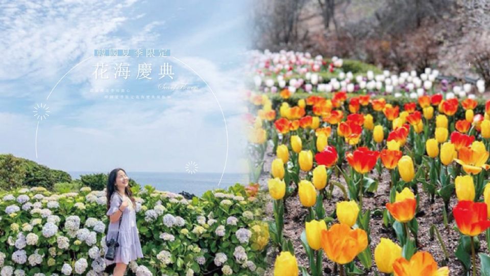 韓國夏季限定 花海慶典 接力降臨 錯過櫻花祭就等這一波 Beauty美人圈