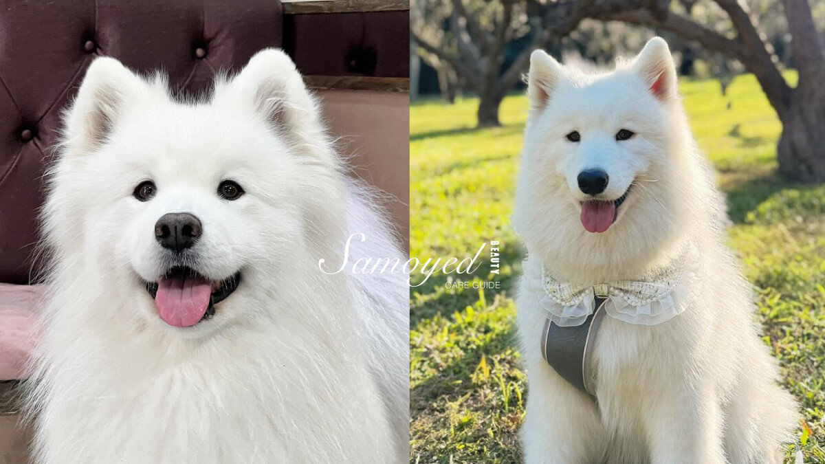 「微笑天使」薩摩耶犬照顧攻略!6大療癒特點超受歡迎,飼養注意事項&健康問題一次看