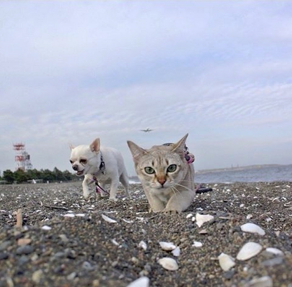 必追蹤的萌貓ig～台灣最霸氣貓咪也上榜啦！