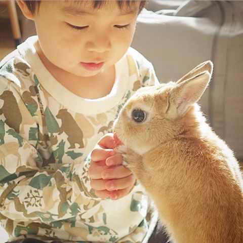 我們一起長大吧！日本小男孩與可愛兔兔的超療癒日常