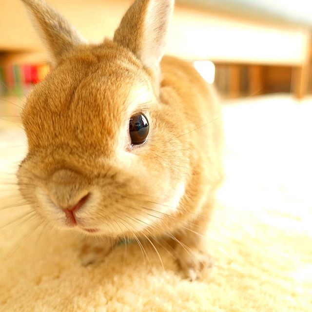 我們一起長大吧！日本小男孩與可愛兔兔的超療癒日常