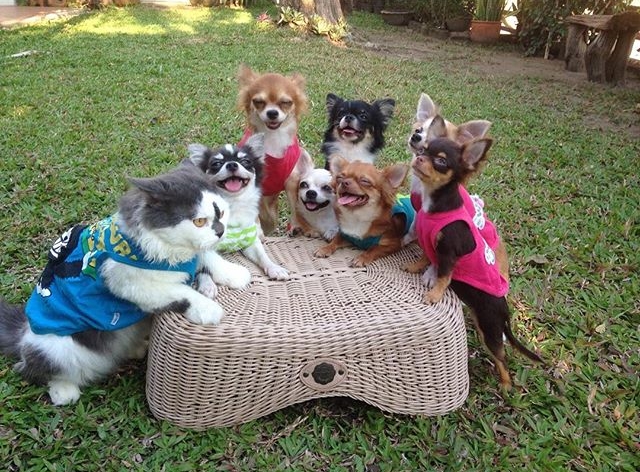 掌管七隻吉娃娃家族的霸氣貓爸爸，可愛到想去應徵寵物保母啊！