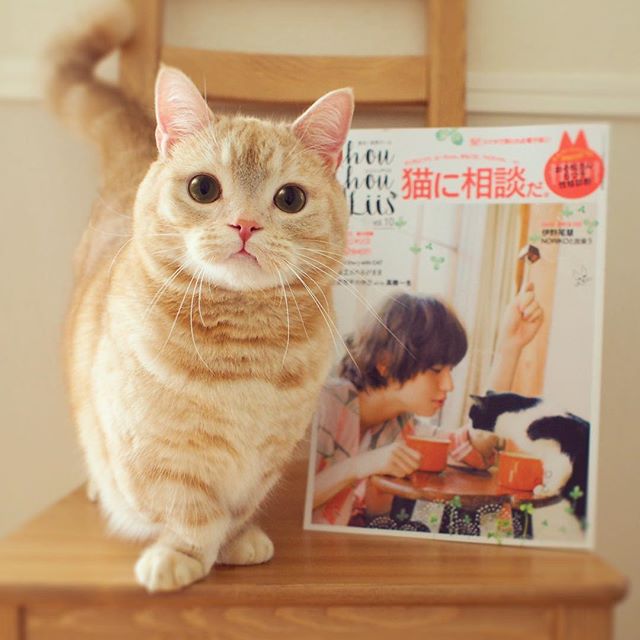 日本超紅曼赤肯貓咪ぷー，萌萌的小短腿和肉球讓每個貓奴都融化！