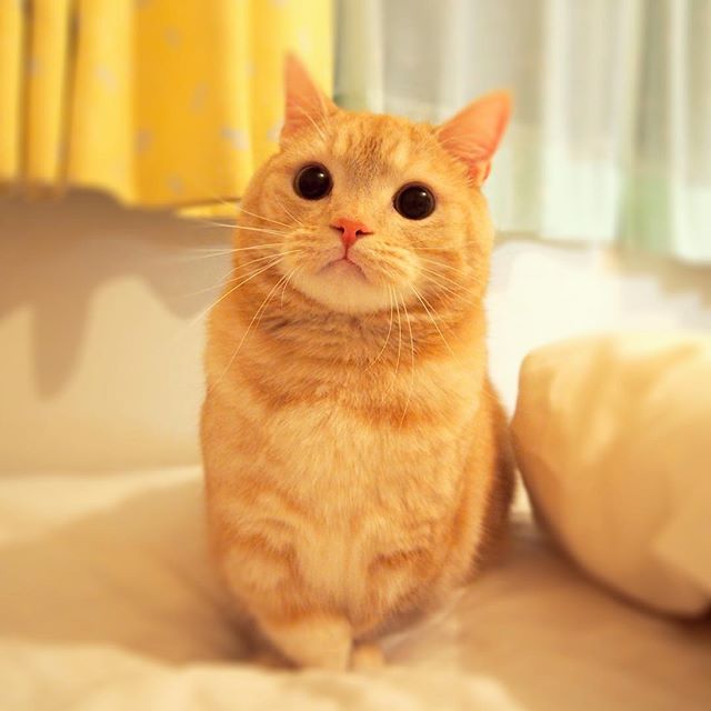日本超紅曼赤肯貓咪ぷー，萌萌的小短腿和肉球讓每個貓奴都融化！
