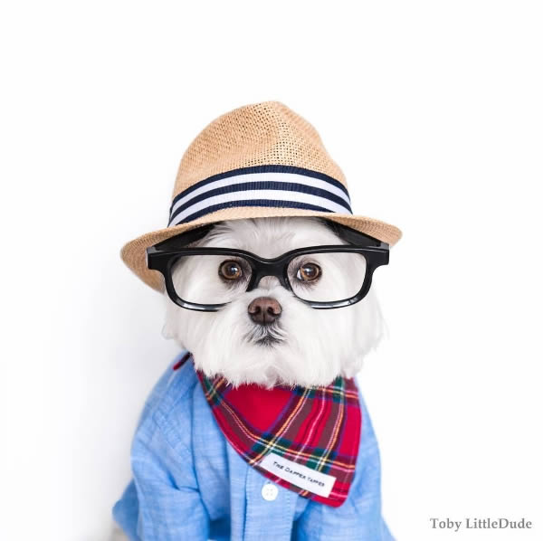 狗狗界的穿搭大師Toby，這麼會穿的狗真的合理嗎？