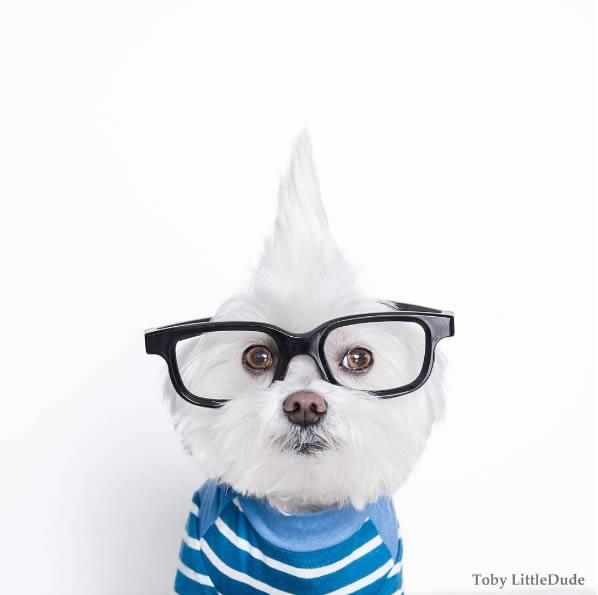 狗狗界的穿搭大師Toby,這麼會穿的狗真的合理嗎?