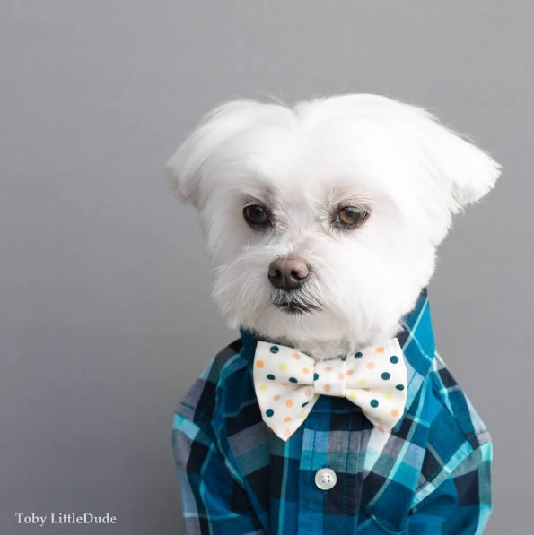 狗狗界的穿搭大師Toby,這麼會穿的狗真的合理嗎?