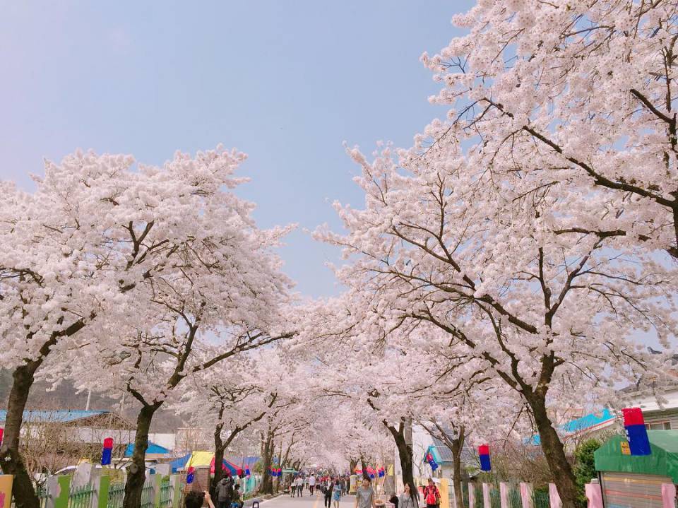 韓國必訪九大櫻花慶典！春天到了就是要讓你的IG版面塞滿「粉紅色」！
