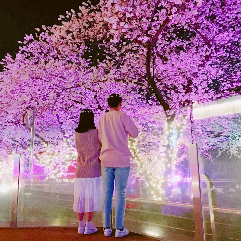 韓國必訪九大櫻花慶典！春天到了就是要讓你的IG版面塞滿「粉紅色」！