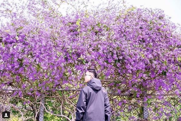 紫色花海景點推薦！花季就是現在，賞花就要賞最時髦的紫色花