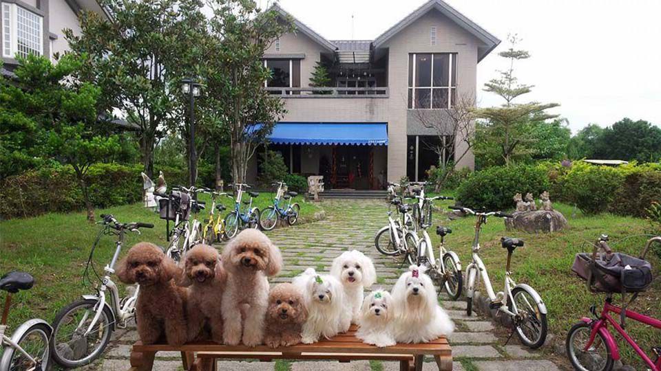 台灣、離島寵物友善民宿推薦！這間還有遼闊草皮和Villa海景