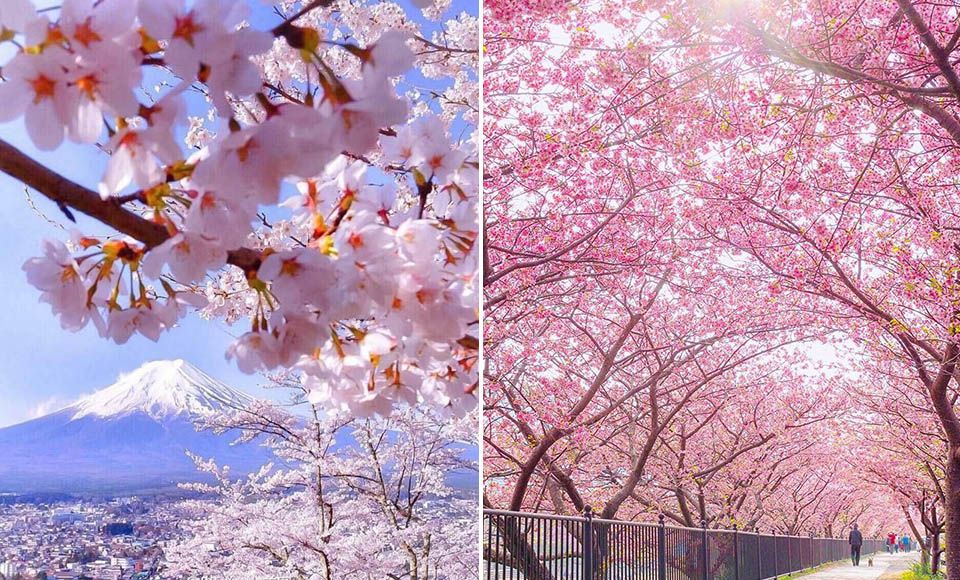 一到春天就被朋友瘋狂洗版的櫻花季，都不如臉上透出的這道「粉櫻光」